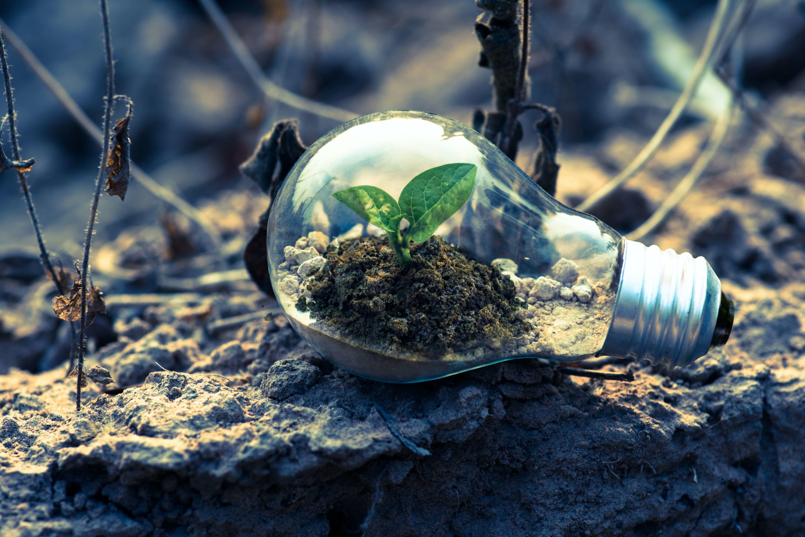 Feliz Día de la Educación Ambiental